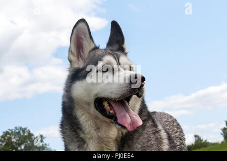Ein Hund von einem Alaskan Malamute Hunderasse, Porträt, Nahaufnahme von einem Maulkorb gegen den Himmel und in der Ferne von grünem Gras und Baum, Weg suchen, Stockfoto