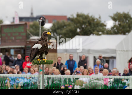 Ben Potter Steller's Sea Eagle auf der Southport 2018 Flower Show Stockfoto