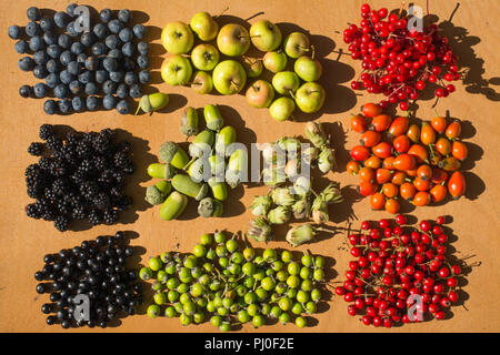 Herbst Beeren, Früchte und Nüsse, bunte Sammlung auf einem Holzbrett angeordnet Stockfoto