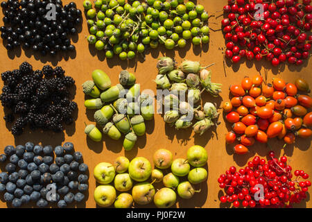 Sammlung von bunten Herbst Beeren, Früchte und Nüsse auf einem Holzbrett angeordnet Stockfoto