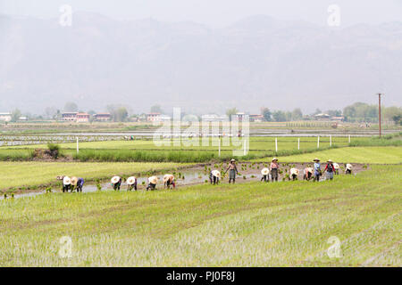 Die Bauern, die in einem Reisfeld, Nyaungshwe, Myanmar Stockfoto