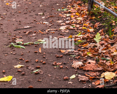 Auf den Boden legen reife Eicheln Eiche Früchte und gelbe Laub liegen im nächsten Herbst im sonnigen Wetter im Park Stockfoto