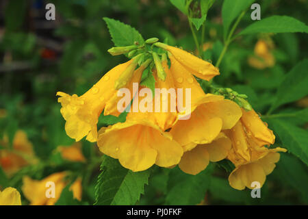 Geschlossen bis Bündel von leuchtenden gelben Blüten mit Wassertropfen nach dem Regen, Blur grünes Laub im Hintergrund Stockfoto