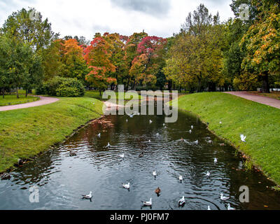 Bäume im Herbst mit gelben und roten Blätter stehen in der Nähe von einem Teich, wo Möwen Vögel schweben und Laub von den Bäumen im Herbst im Park am Nachmittag Stockfoto