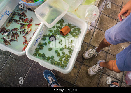 Behälter mit Wasser mit Baby Landschildkröten (in Thai geschrieben: 1 für 60 Baht, 10 für 500 Baht) & Hummer bei Chatuchak (Jatujak) Markt, Bangkok Stockfoto