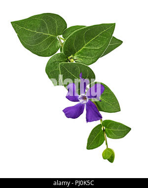 Periwinkle flower auf weißem Hintergrund Stockfoto