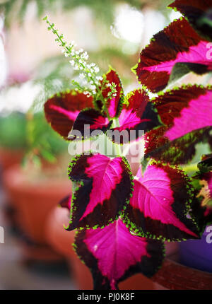 Nahaufnahme der Coleus mit Blumen bemalten Nessel oder Flame Nettle Blume - plectranthus Scutellarioides Stockfoto
