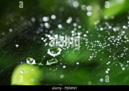Schöne Natur Hintergrund mit Morgen frische Tropfen transparent Regenwasser auf einem grünen Blatt. Tautropfen Im Netz der Spinne, schöne Boke Stockfoto