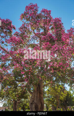 Silk Floss Tree, Ceiba speciosa, Concepcion, Santa Cruz, Bolivien Stockfoto