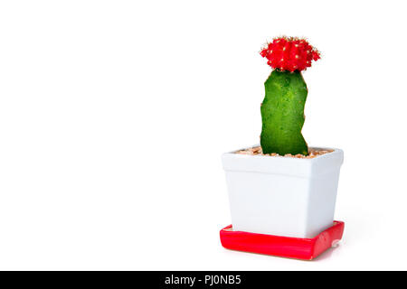 Cactus mit roter Blume im Topf isoliert auf weißem Stockfoto