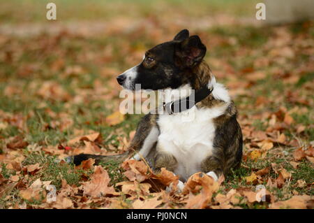 Hund in einem Park im Herbst Stockfoto