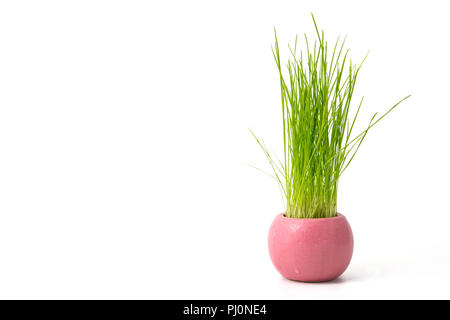 Reis Reis Sämlinge Sprossen mit Wassertropfen im Topf isolieren auf Weiß Stockfoto