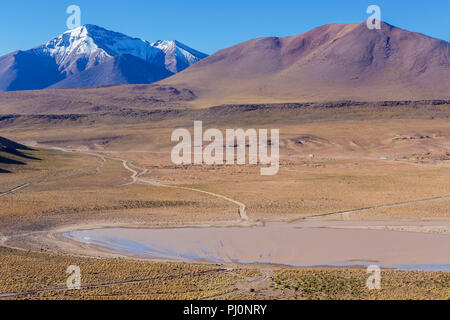 Anden, in der Nähe der Laguna Canapa, Potosi, Bolivien Stockfoto