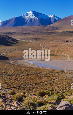 Anden, in der Nähe der Laguna Canapa, Potosi, Bolivien Stockfoto