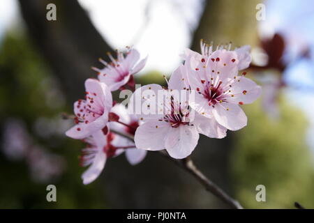 Rosa Pflaumenblüte Stockfoto