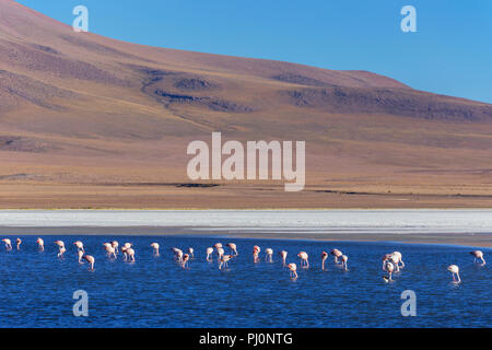 Laguna Canapa, Potosi, Bolivien Stockfoto