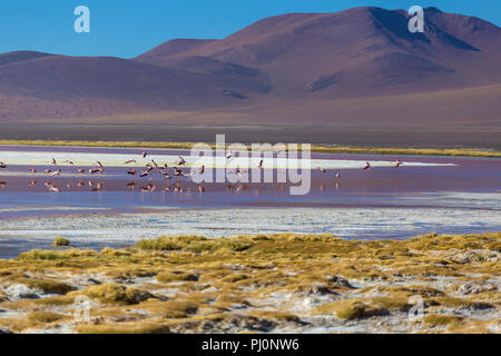 Laguna Colorada, Eduardo Avaroa National Park, Potosi, Bolivien Stockfoto