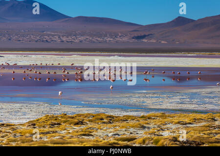 Laguna Colorada, Eduardo Avaroa National Park, Potosi, Bolivien Stockfoto