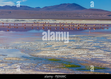 Laguna Colorada, Eduardo Avaroa National Park, Potosi, Bolivien Stockfoto