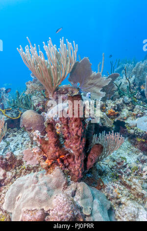 Korallenriff im Carbiiean Meer Stockfoto