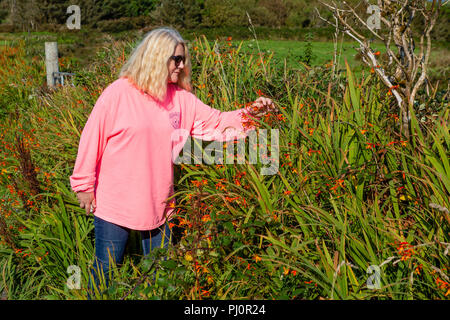 Ältere blonde Frau wandern in country lane Stockfoto