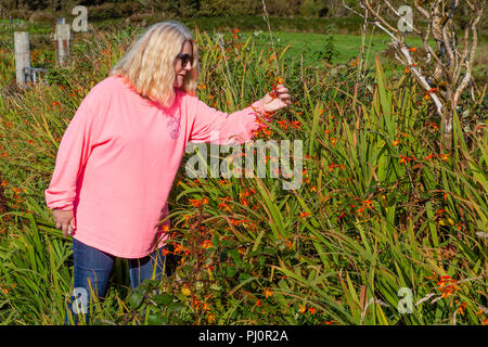 Ältere blonde Frau wandern in country lane Stockfoto