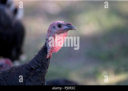 Inländische Türkei (Meleagris Gallopavo) Stockfoto