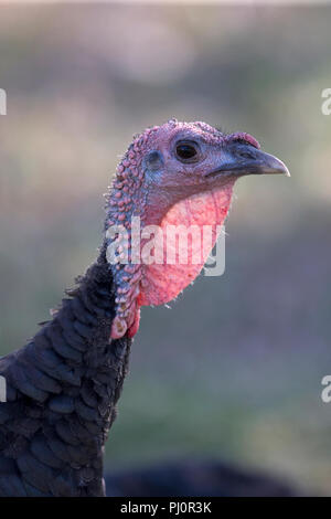 Inländische Türkei (Meleagris Gallopavo) Stockfoto