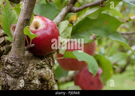 Einzelne glänzend roten saftigen Apfel auf einem Zweig auf der Windmühle Obstgärten, Riverhead, Auckland Stockfoto