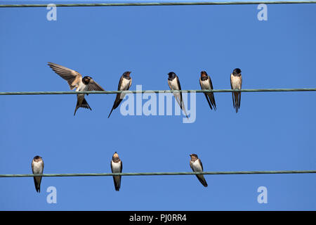Rauchschwalbe (Hirundo Rustica) Stockfoto