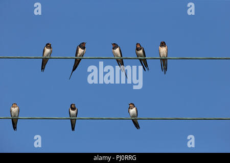 Rauchschwalbe (Hirundo Rustica) Stockfoto