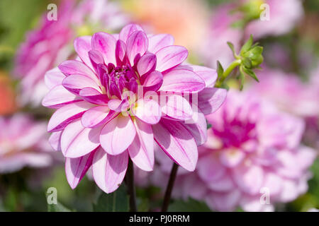 Nahaufnahme der violetten Blüten der dahlie Gecken" Stockfoto