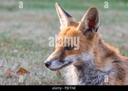 Rotfuchs (Vulpes vulpes) auf getrocknetem Gras im Vereinigten Königreich Stockfoto