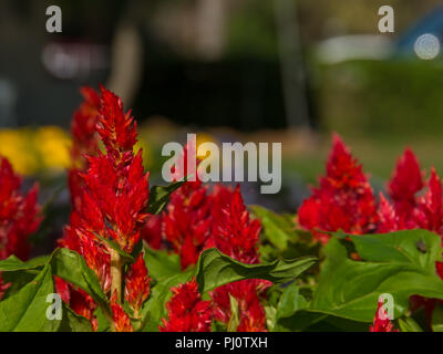 Rote Blume Hintergrund, verwischt Blume Hintergrund, Stockfoto