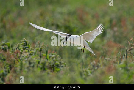 Brandseeschwalbe im Flug Sandaal Thalasseus sandvicensis Stockfoto