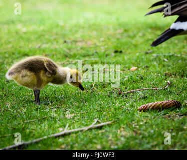 Baby Kanada Gans Gosling Beweidung auf Gras Stockfoto