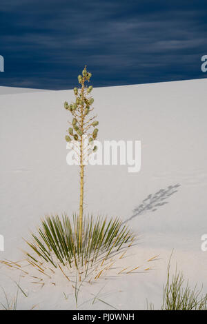 Speckstein Yucca Pflanze mit einer Sonne Schatten auf der schönen Gips, Sand, in New Mexico White Sands National Monument entfernt Stockfoto