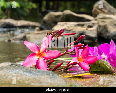 Lila Farbe plumeria auf dem Wasser Hintergrund, Stockfoto