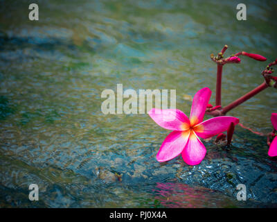 Lila Farbe plumeria auf dem Wasser Hintergrund, Stockfoto