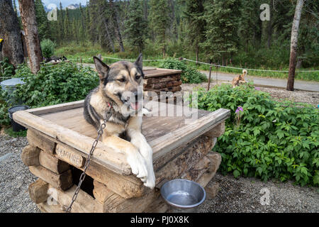 Ein Alaskan Husky Schlittenhund sitzt in seinem Zwinger in Denali National Park Stockfoto