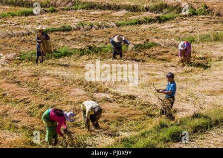 KALAW, MYANMAR - Dezember 06, 2016: Bauern ernten die Kulturlandschaft Felder angelegten in der Nähe von Kalaw Shan Staat in Myanmar (Birma) Stockfoto