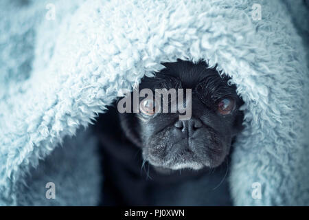 Schöne alte pug unter dem Blatt zu Hause. süß und nett ihr Haus zu schützen. schöne Farben Blau und Türkis. Rapper Stimmung Bild. Stockfoto