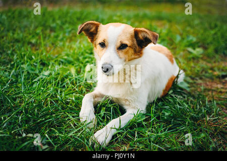 Obdachlosen hund welpe liegt auf dem Gras und leider schaut die Kamera Stockfoto