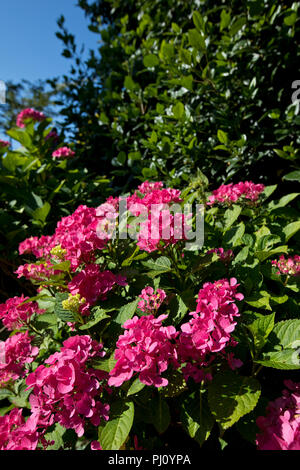 Pink Hydrangea in einem englischen Country Garden im Juli, Großbritannien Stockfoto