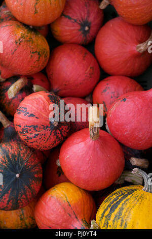 Bunte rote Hokkaido Kürbisse oder Squash Stockfoto