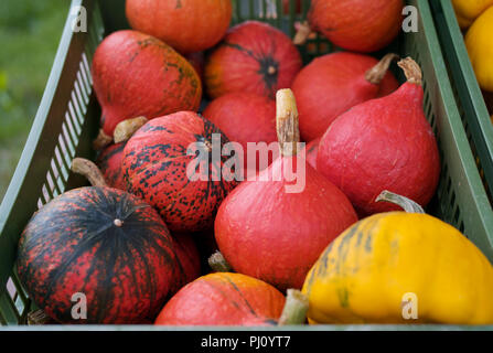 Bio Red Hokkaido Kürbisse auf einem Bauernmarkt Stockfoto