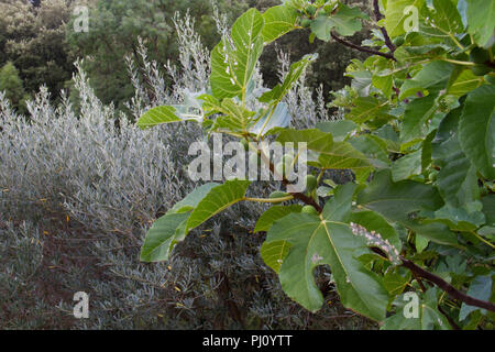 Grüne, Unreife Früchte auf einem gemeinsamen Feigenbaum Stockfoto