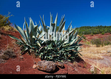 Agave wachsen in der Roten Erde, die so genannte ruffes, in der Nähe der Kop du Salagou in Südfrankreich Stockfoto