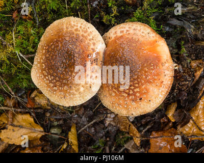 Twin reife Fruchtkörper der Blusher Pilz, Amanita rubescens, unter Birke blatt Wurf Stockfoto