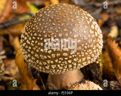 Frisch aufgetaucht Fruchtkörper der Blusher Pilz, Amanita rubescens, unter Birke blatt Wurf Stockfoto